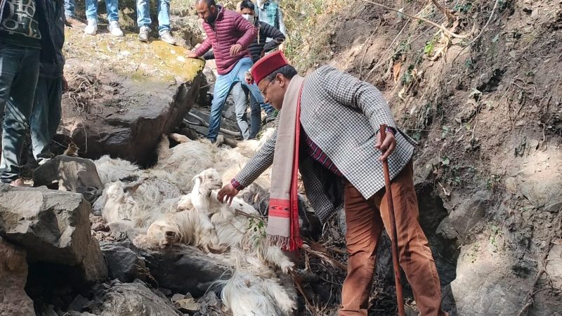 पुरोला विधानसभा मे 300 भेड़ो की मौत,विधायक ने हर संभव मदद का दिया अस्वाशन।