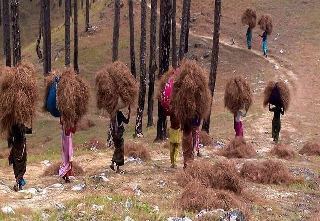 सात नई पिरुल ब्रिकेट्स यूनिट तैयार होंगी वनाग्नि सत्र से पहले*     *राज्य ने वनाग्नि प्रबंधन के लिए पांच साल की कार्ययोजना केंद्र सरकार के पास भेजी।