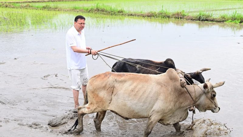 मुख्यमंत्री धामी ने की धान रोपाई, “हुड़किया बौल” के साथ भूमि, जल और मेघ देवताओं की वंदना।