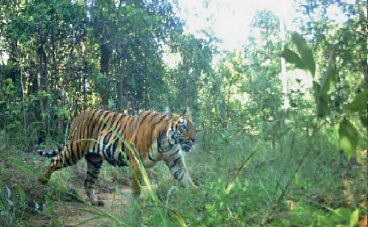 कुमाऊ के पहाड़ से लेकर तराई तक होगी बाघो की गणना,  600 कैमरों की ली जाएगी मदद । 